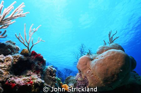 nikonos 15mm cozumel by John Strickland 