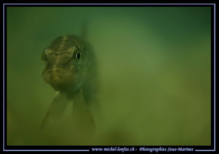 Face to Face with this joung Pike Fish - Natural Light...... by Michel Lonfat 