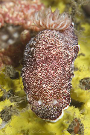 Chromodoris reticulata. KBR jetty. D200, 60mm. by Derek Haslam 