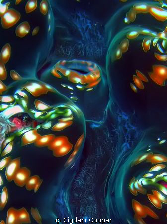 Abstract- Fluted Giant Clam by Cigdem Cooper 