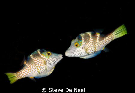 Love.. by Steve De Neef 