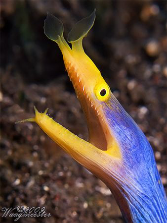 Blue Ribbon Eel portrait (Rhinomuraena quaesita) - Tulamb... by Marco Waagmeester 