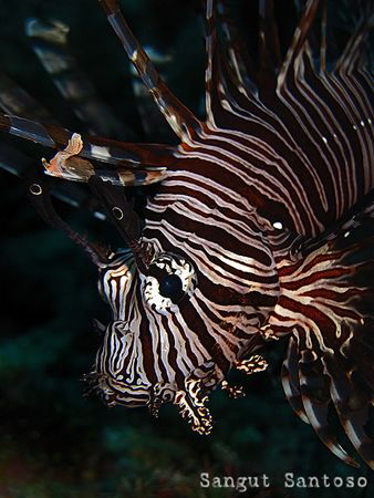 "How do I look"
Canon G7 Internal flash by Sangut Santoso 