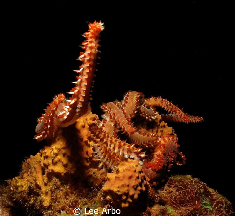 Fire worms mating in Curacao by Lee Arbo 