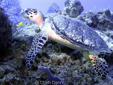Turtle at a cleaning station. by Cheri Denn 