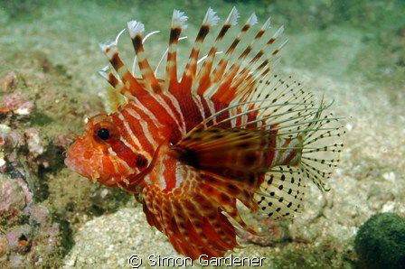 lion fish, shot with nikon and 60mm macro by Simon Gardener 