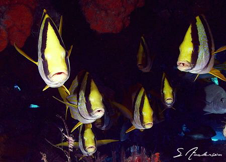 This image was taken in Cozumel a few weeks ago while div... by Steven Anderson 
