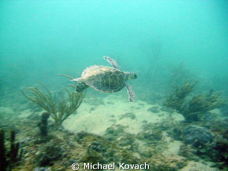 Turtle on the Inside Reef at Lauderdale by the Sea by Michael Kovach 