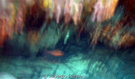 Moved shot of mediterranean cardinal fish ( Apogon imberb... by Alberto Romeo 