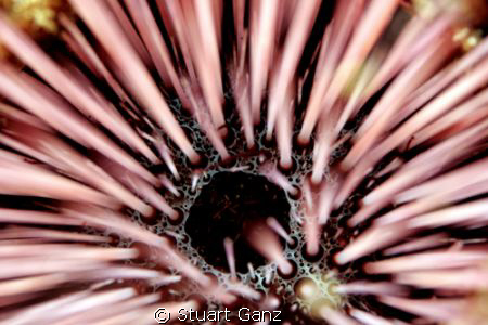 Needle Urchin - F4 1/60 ISO200 60MM macro lens. by Stuart Ganz 
