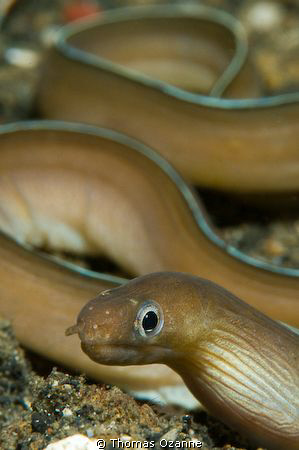 Night dive in Lembeh Strait, saw this cute little moray n... by Thomas Ozanne 