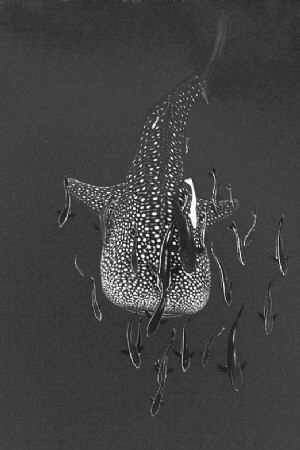 The Gentle Giant and entourage in the Guld of Thailand by Soren Egeberg 
