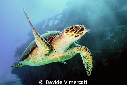 a turtle welcomes the party just arrived at mama vina wre... by Davide Vimercati 