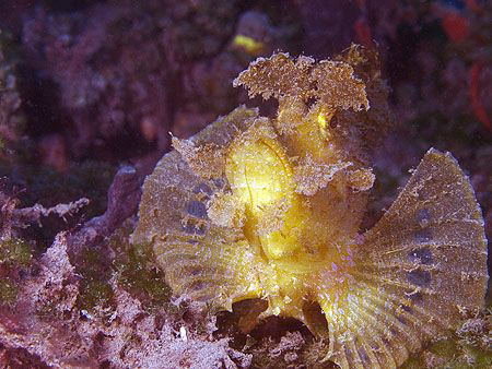 Rhinopias. Dili, East Timor. by Doug Anderson 