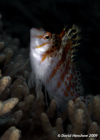 Portrait study of Blotched Hawkfish (Cirrhitichthys aprin... by David Henshaw 
