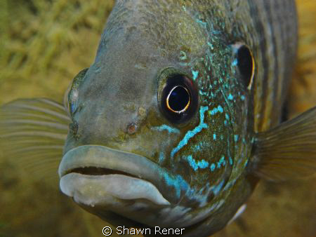 Bluegill Perch (Lepomis macrochirus) - Clear Springs Scub... by Shawn Rener 