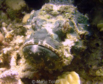 what about this monster ? ........ by Mario Toldo 