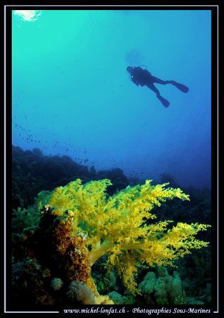 Caroline - my wife - in the waters of the Red Sea... Que ... by Michel Lonfat 