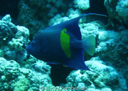 An Arabian Angel Fish by Lucy Chamberlain 