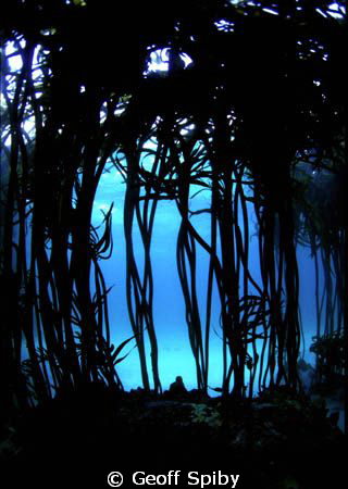 looking through the kelp by Geoff Spiby 