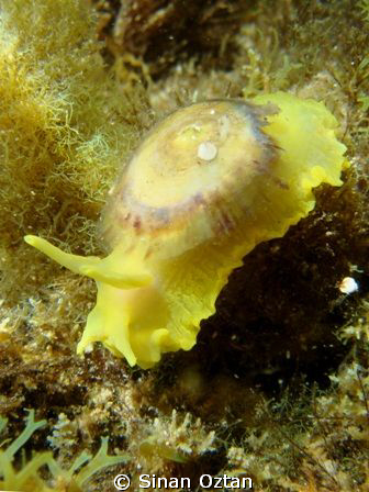 I came across this nudi when I was snorkelling at Kabatep... by Sinan Oztan 