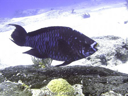A midnight parrot fish by Cheri Denn 