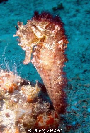 Seahorse at Clown City - Puerto Gallera, Mindoro by Juerg Ziegler 