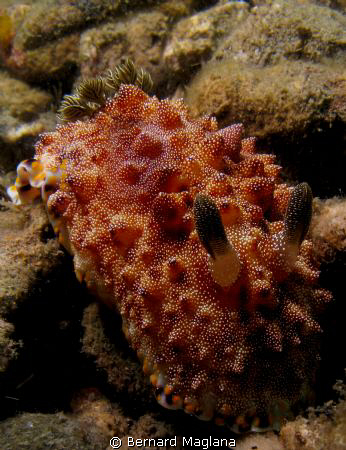 Critters Cove,Samal Island, Davao by Bernard Maglana 