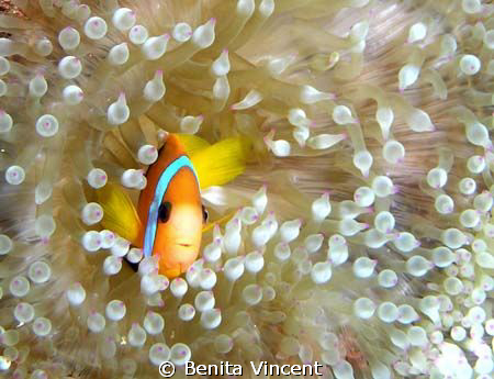 Clown fish off Hideaway Island, Vanuatu. Image taken with... by Benita Vincent 