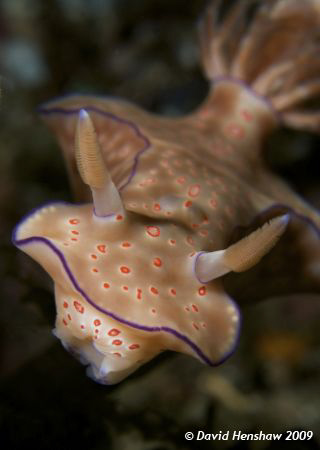Portrait study of Nudibranch (Cerotosoma trilobatum). Tak... by David Henshaw 