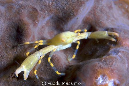 yellow crab with eggs,nikon d2x 60mm macro by Puddu Massimo 