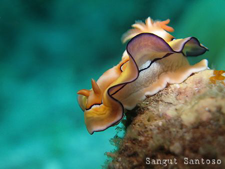 "Flapper" 
Canon G7 Internal flash by Sangut Santoso 