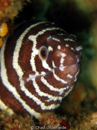 Zebra Moray getting acquainted with my Macro Lens. 
 by Chad Ordelheide 