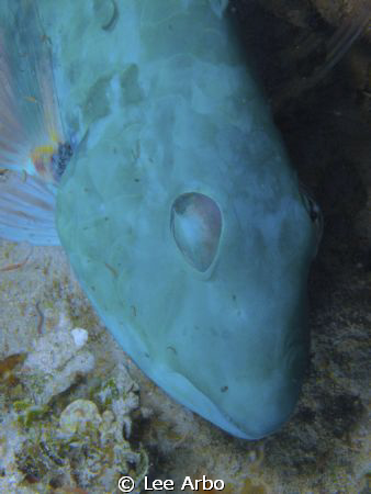 Parrot fish catching a nap in Honduras by Lee Arbo 