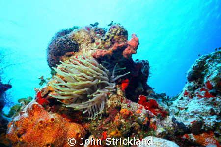nikonos 15mm cozumel by John Strickland 