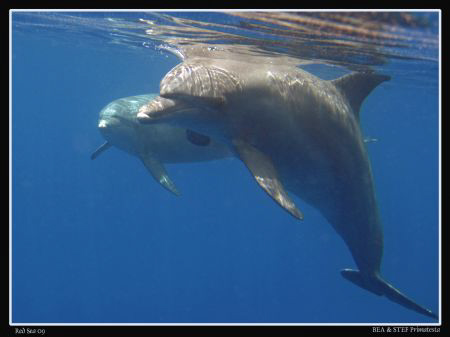 Dolphins (Tursiops truncatus). Canon Ixus 980. by Bea & Stef Primatesta 