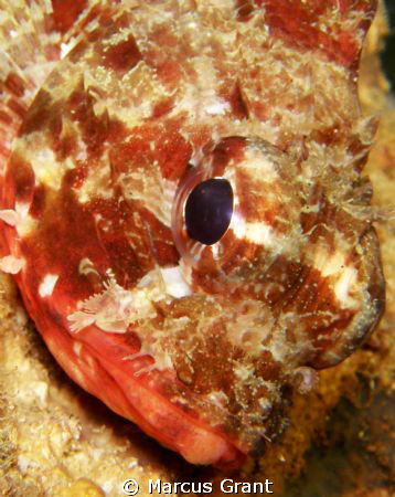 A baby scorpion fish, taken at the entrace to the cave at... by Marcus Grant 