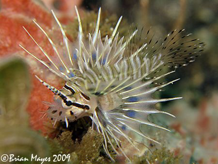 A tiny baby Spotfin Lionfish (Pterois antennata), even mo... by Brian Mayes 