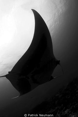 Manta @ Koh Bon in black & white by Patrick Neumann 