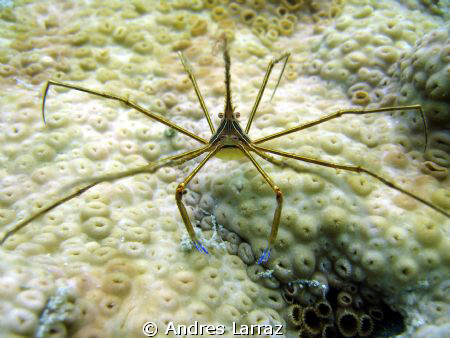 ARROW HEAD LONG LEGS ,1/4 " head size, 3" legs by Andres Larraz 