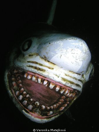 shark attack :))
 attraction for divers in the German qu... by Veronika Matějková 