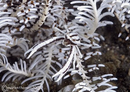Crinoid squat lobster - Lembeh.
60mm. by Mark Thomas 