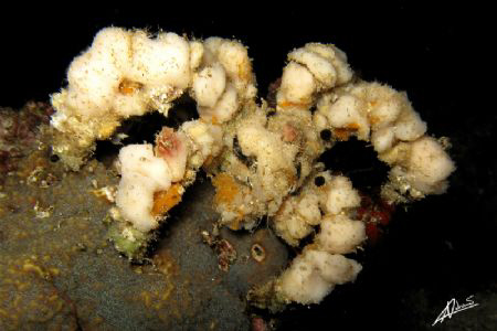 decorated sponge crab on a night dive in Richelieu Rock by Adriano Trapani 