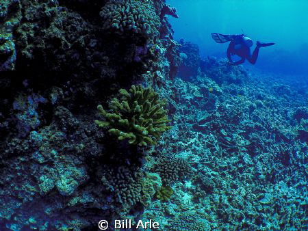 Big Island, HI.  Olympus SP 350 and Inon UFL-165AD wide a... by Bill Arle 