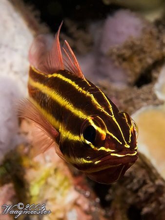 Yellow-black Striped Cardinalfish (Apogon nigrofasciatus)... by Marco Waagmeester 