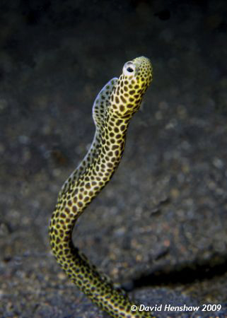 Portrait study of Taylors Garden Eel. Taken with D200, 60... by David Henshaw 