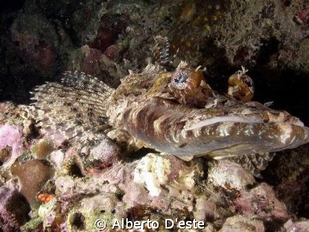 CROCODILEFISH by Alberto D'este 