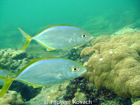 Fish on the Inside Reef at Lauderdale by the Sea. by Michael Kovach 
