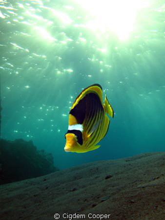 Raccoon butterflyfish by Cigdem Cooper 