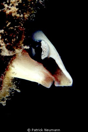 Blenny Papua :-) ... they are soooo cute!!! by Patrick Neumann 